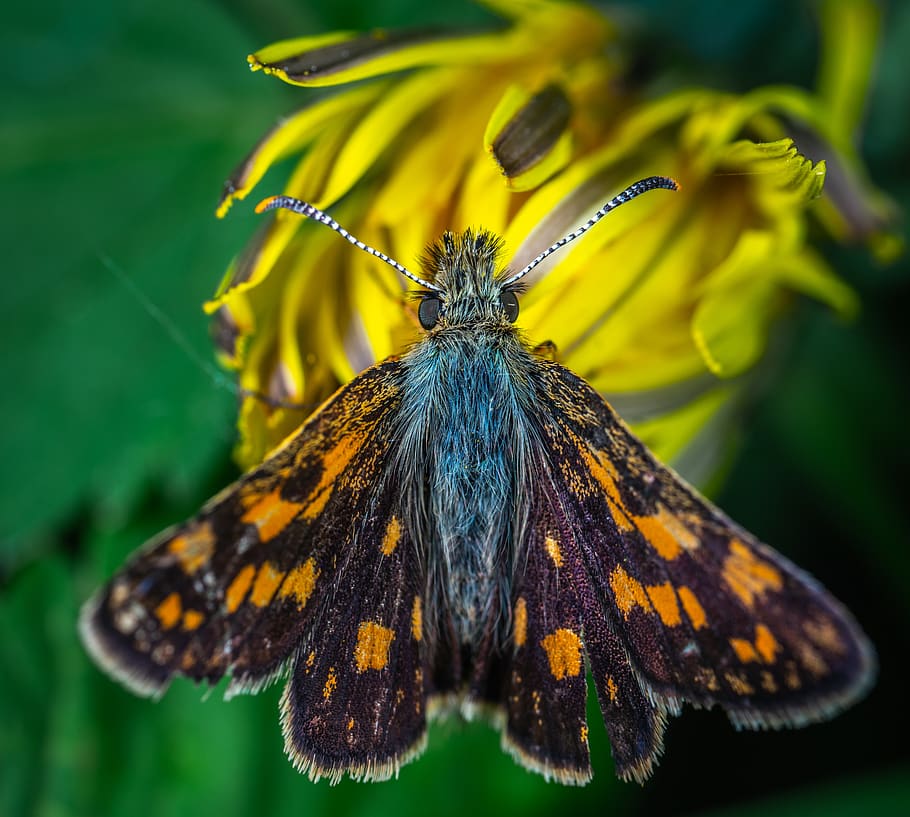 insect, macro, butterfly, skipper, lepidoptera, flower, invertebrate HD wallpaper