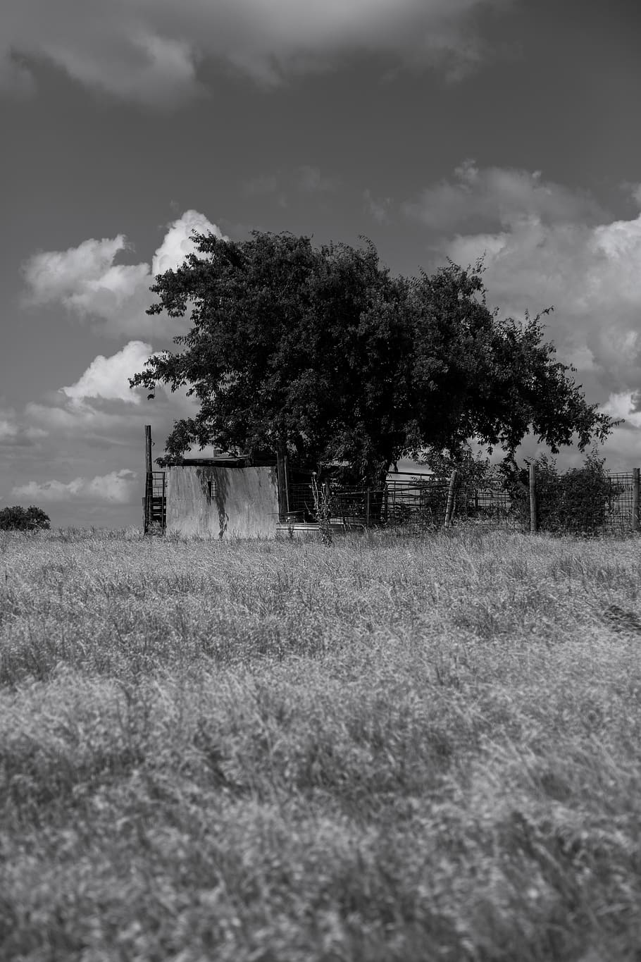 trees, barn, nature, grass, rust, tin, fence, field, cloud HD wallpaper