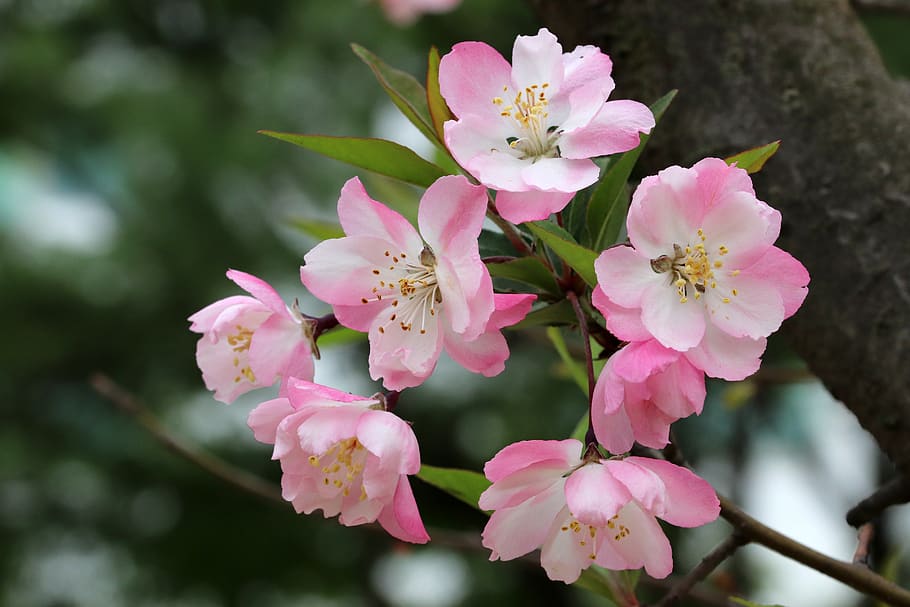 spring, spring flowers, nature, plants, season, garden, flowering HD wallpaper