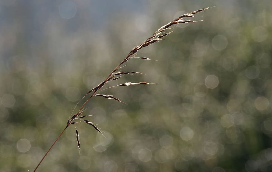 grasses, meadow, nature, dewdrop, morgentau, field, backlighting HD wallpaper