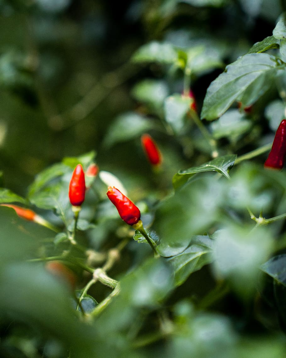 plant, leaf, pepper, vegetation, blossom, flower, food, acanthaceae HD wallpaper