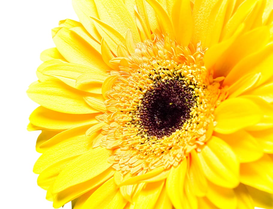 white, isolated, flower, closeup, detail, flora, floral, flores HD wallpaper