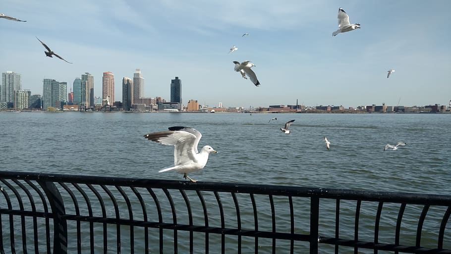 water, sky, bird, flying, animal themes, animals in the wild HD wallpaper