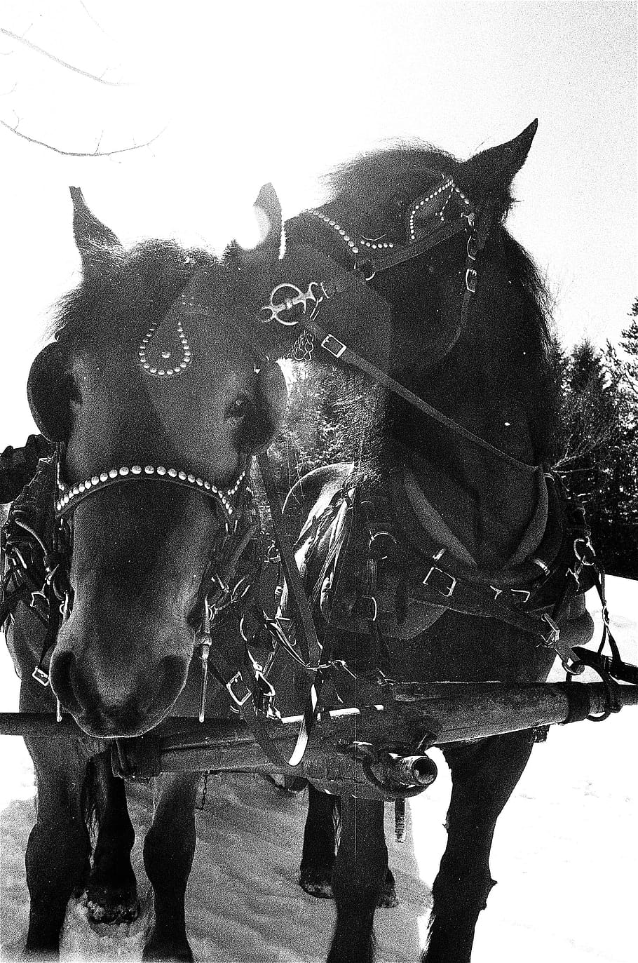 canada, saint-jérôme, mammal, domestic animals, horse, livestock HD wallpaper