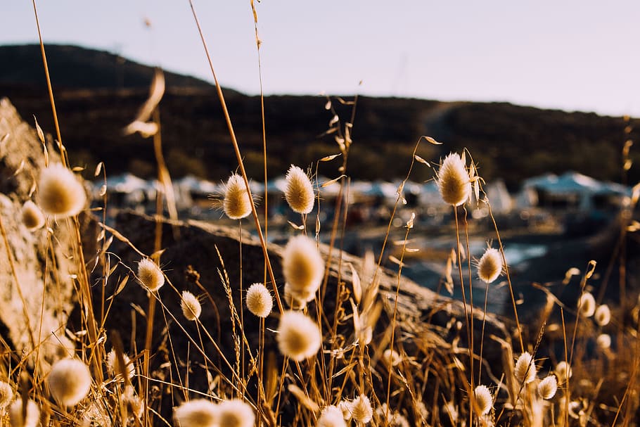 shallow focus photography of brown plants, grass, sunset, dry HD wallpaper