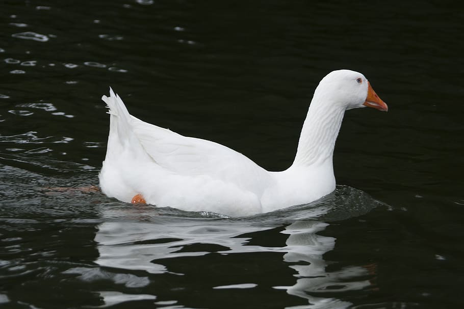 duck, ave, pond, white, fauna, nature, plumage, animal themes HD wallpaper