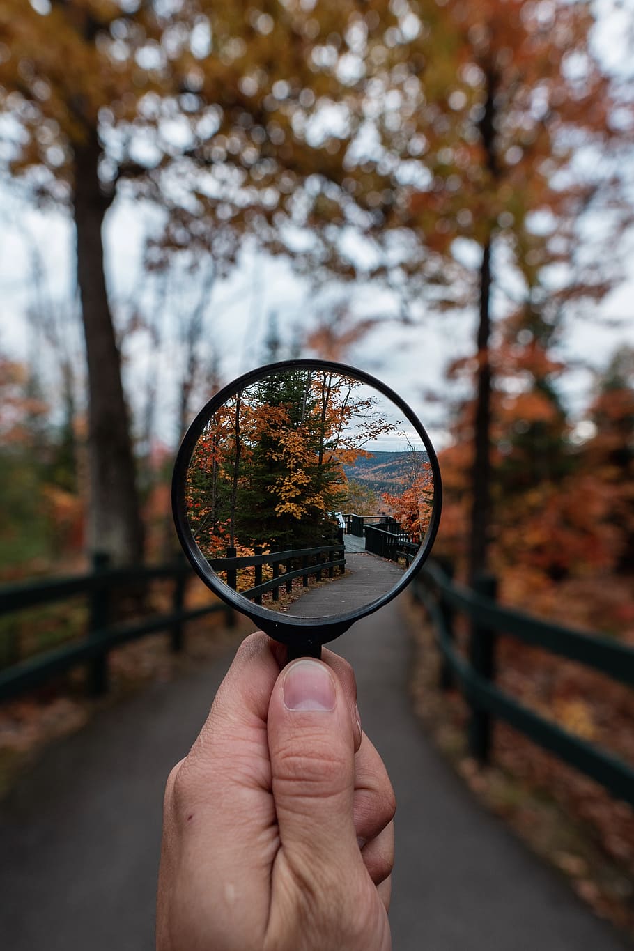 magnifying glass, person, human, nature, forest, plant, tree HD wallpaper