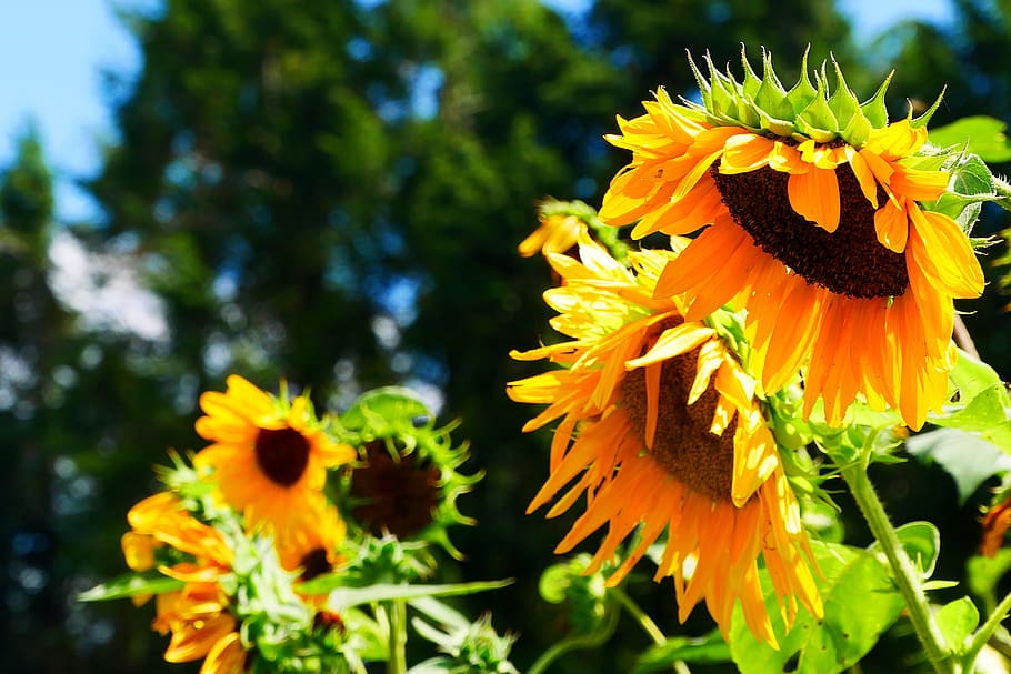 Giant flowers of the annual sunflower blooming in a garden., helianthus