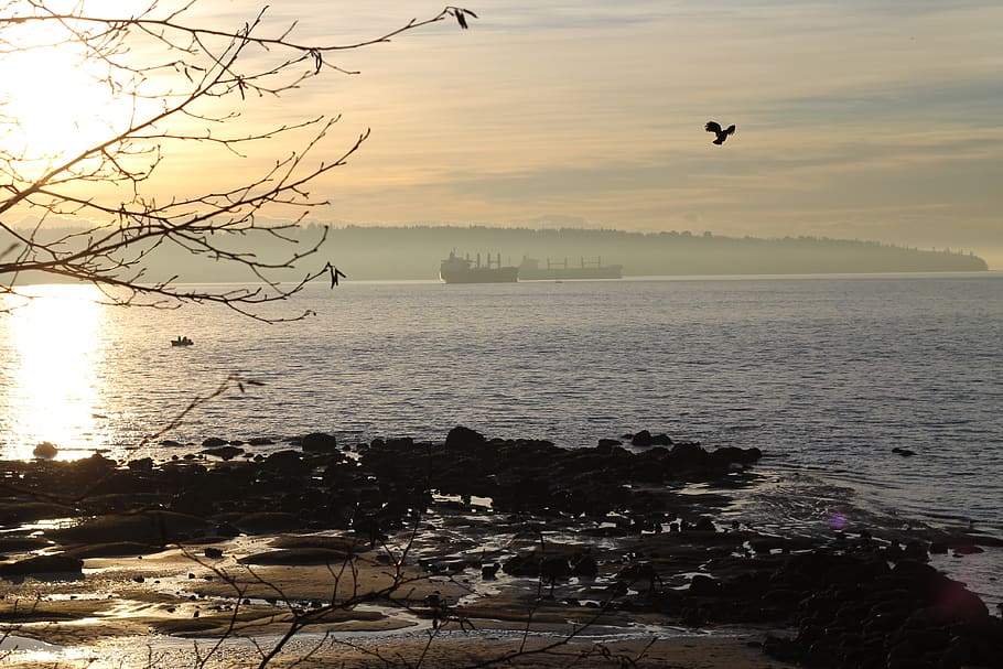 canada, vancouver, sunset, tree, bird, boat, sea, landscape HD wallpaper