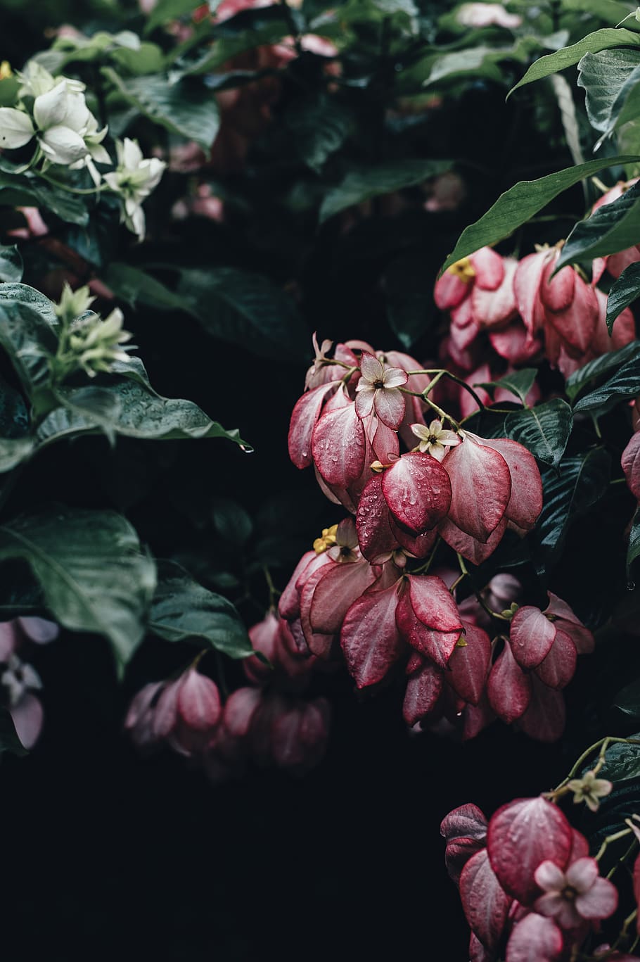 pink leaves, plant, freshness, flower, flowering plant, beauty in nature HD wallpaper