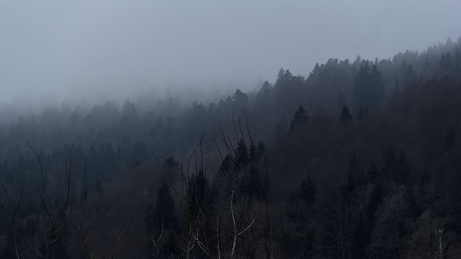france, vosges, tree, plant, fog, tranquil scene, tranquility HD wallpaper