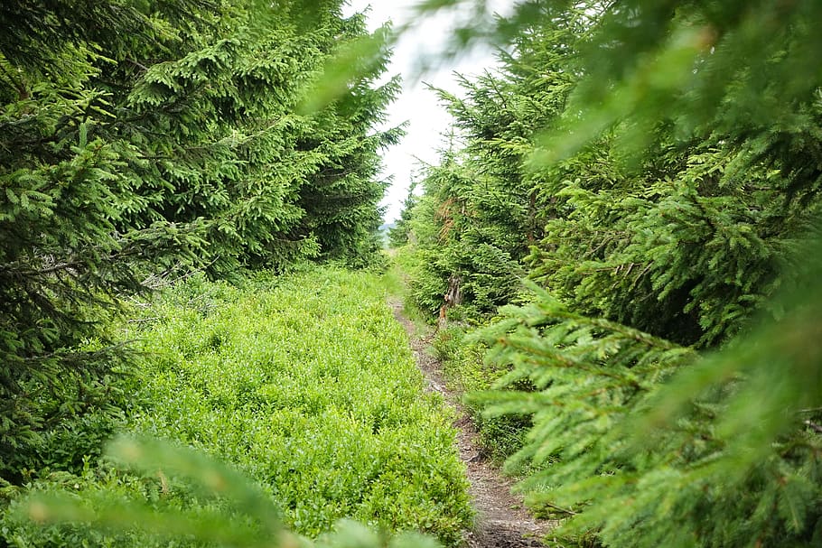pathway surrounded by green grass, tree, flora, plant, conifer HD wallpaper