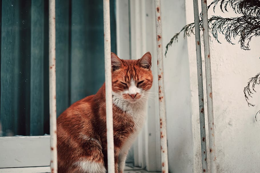 orange tabby cat near window grill, mammal, animal, animal themes HD wallpaper