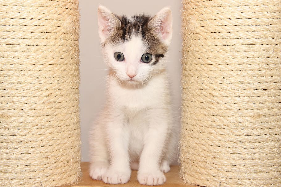cat, small, kitten, pet, cute, young, charming, face, baby HD wallpaper
