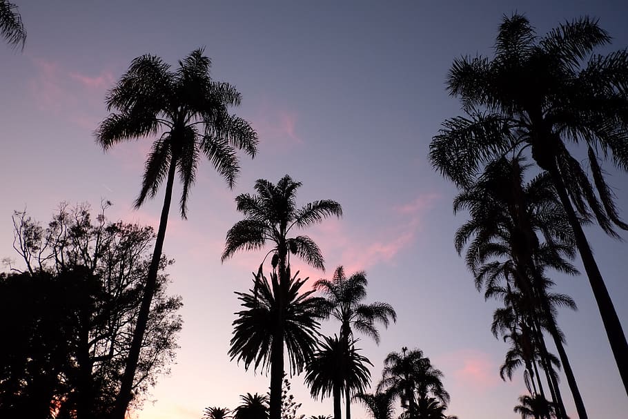 ventura, united states, coast, palm, trees, purple, sunsets