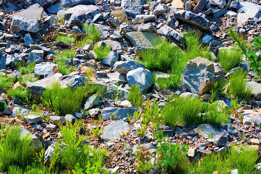 environment, field, grass, green, herb, natural, nature, plant HD wallpaper