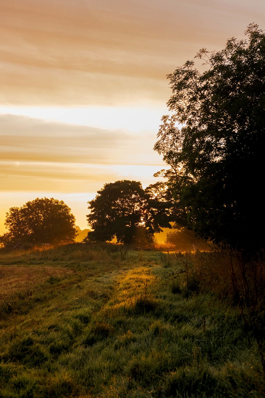 green grass surrounded by trees, plant, sky, tranquil scene, tranquility HD wallpaper