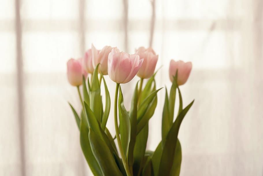 tulips, spring, flowers, bloom, pink, bouquet, flora, blooming HD wallpaper