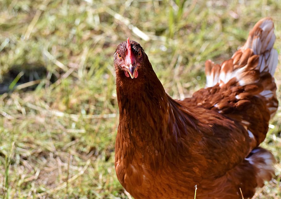 chicken, hen, bird, poultry, agriculture, livestock, range HD wallpaper