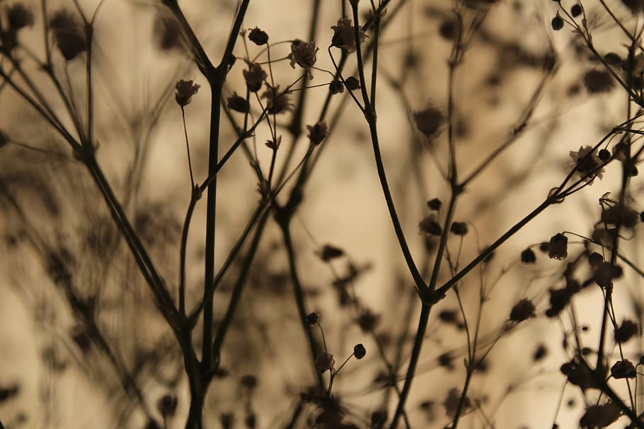 flowers, stem, blurred, background, rustic, close-up, plant HD wallpaper