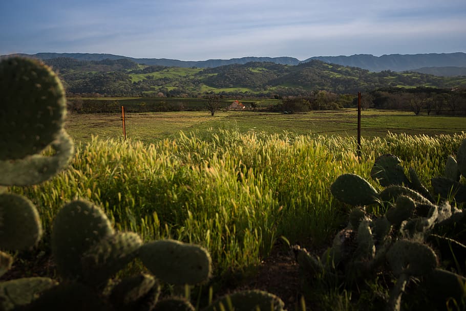 trees, cactus, fields, hills, mountains, farm, architecture HD wallpaper