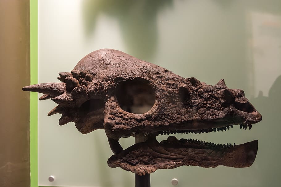 dinosaur, animals, extinct, focus on foreground, no people HD wallpaper