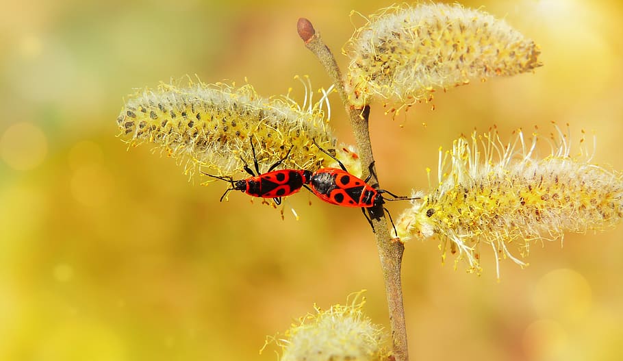 blacksmiths wingless, copulation, bugs, bazia, cat, animals HD wallpaper