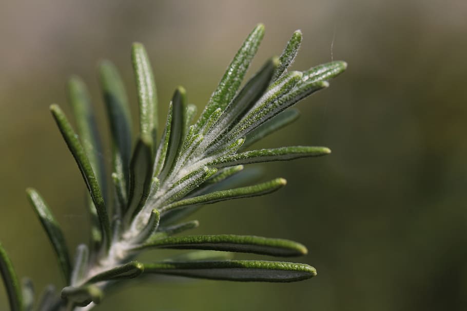 rosemary, spice, aromatic, herb, herbs, culinary herbs, bush HD wallpaper