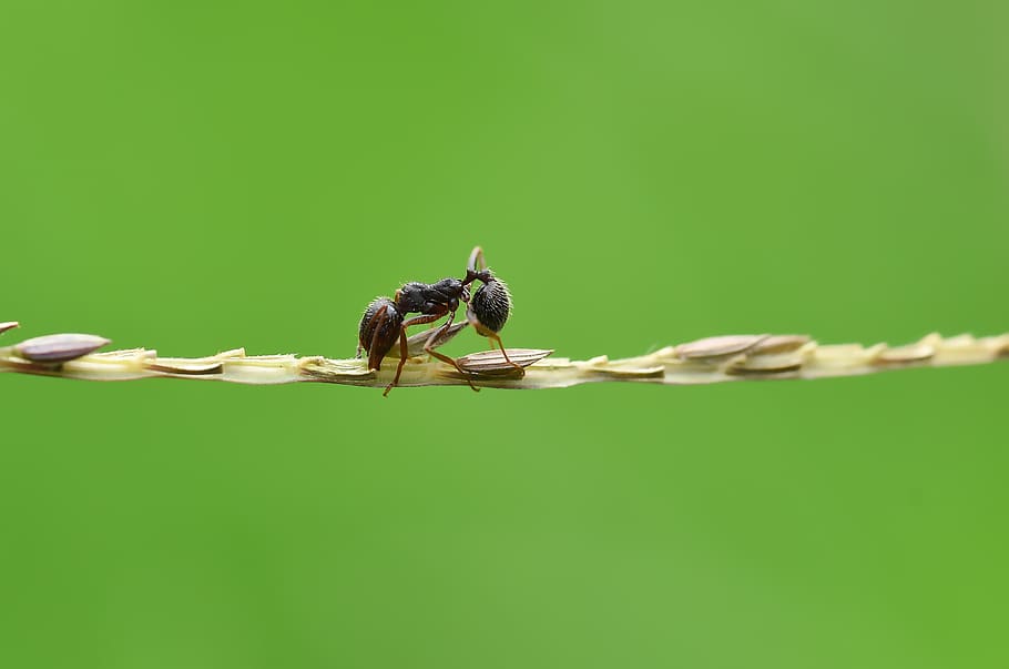 ant, karınca, macro, wallpaper, wild, nature, doğa, doğal, HD wallpaper