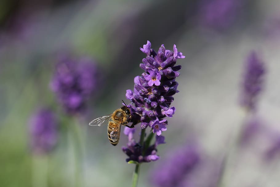 lavender, bee, nature, insect, garden, purple, lavender flowers HD wallpaper