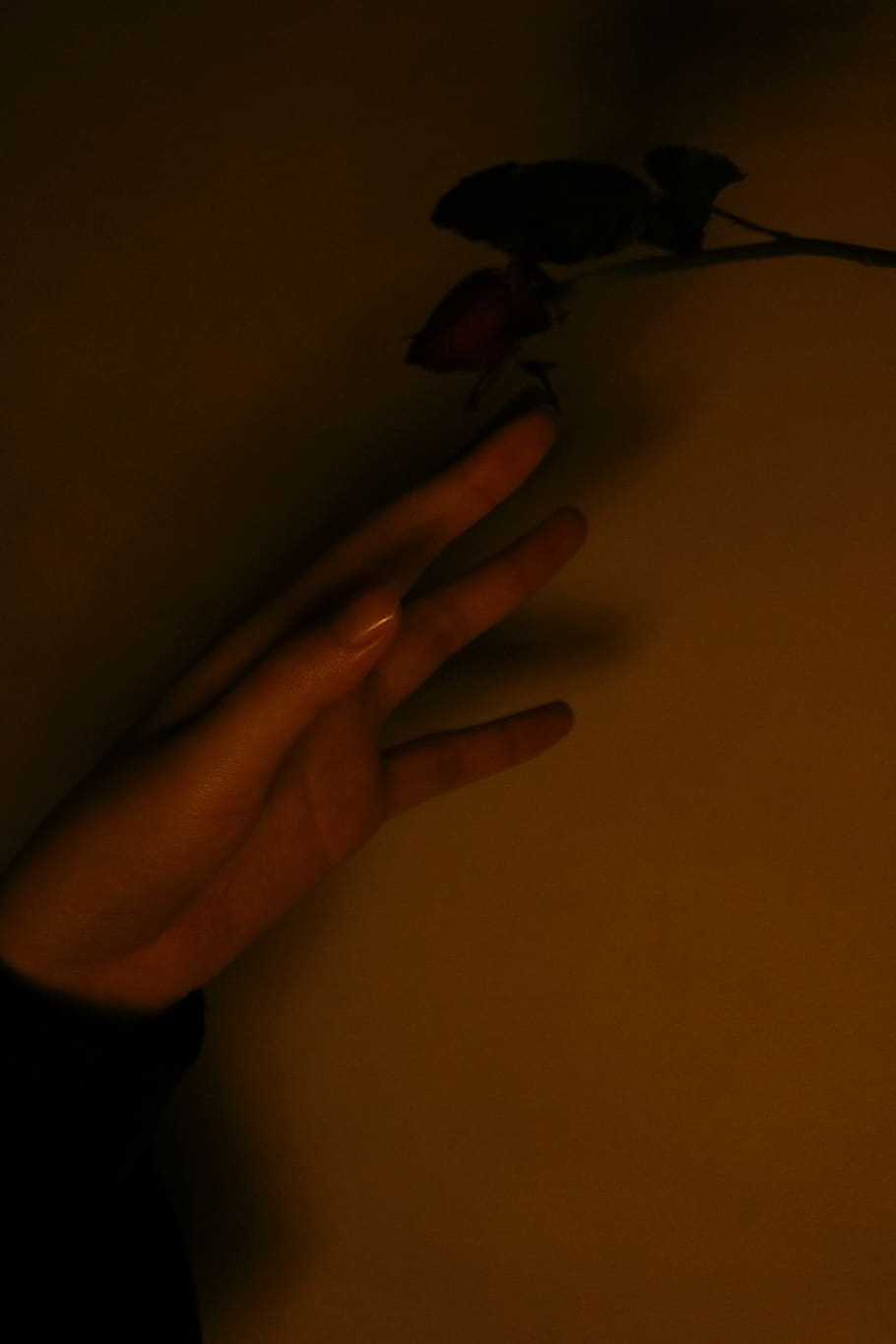 human, person, finger, hand, flare, light, nail, plant, flower HD wallpaper