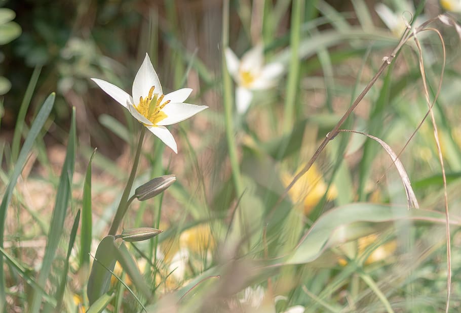 spring, sun, light, green, grass, sunshine, sunny, blossom HD wallpaper