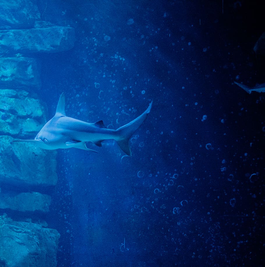great white shark, animals in the wild, animal themes, animal wildlife HD wallpaper