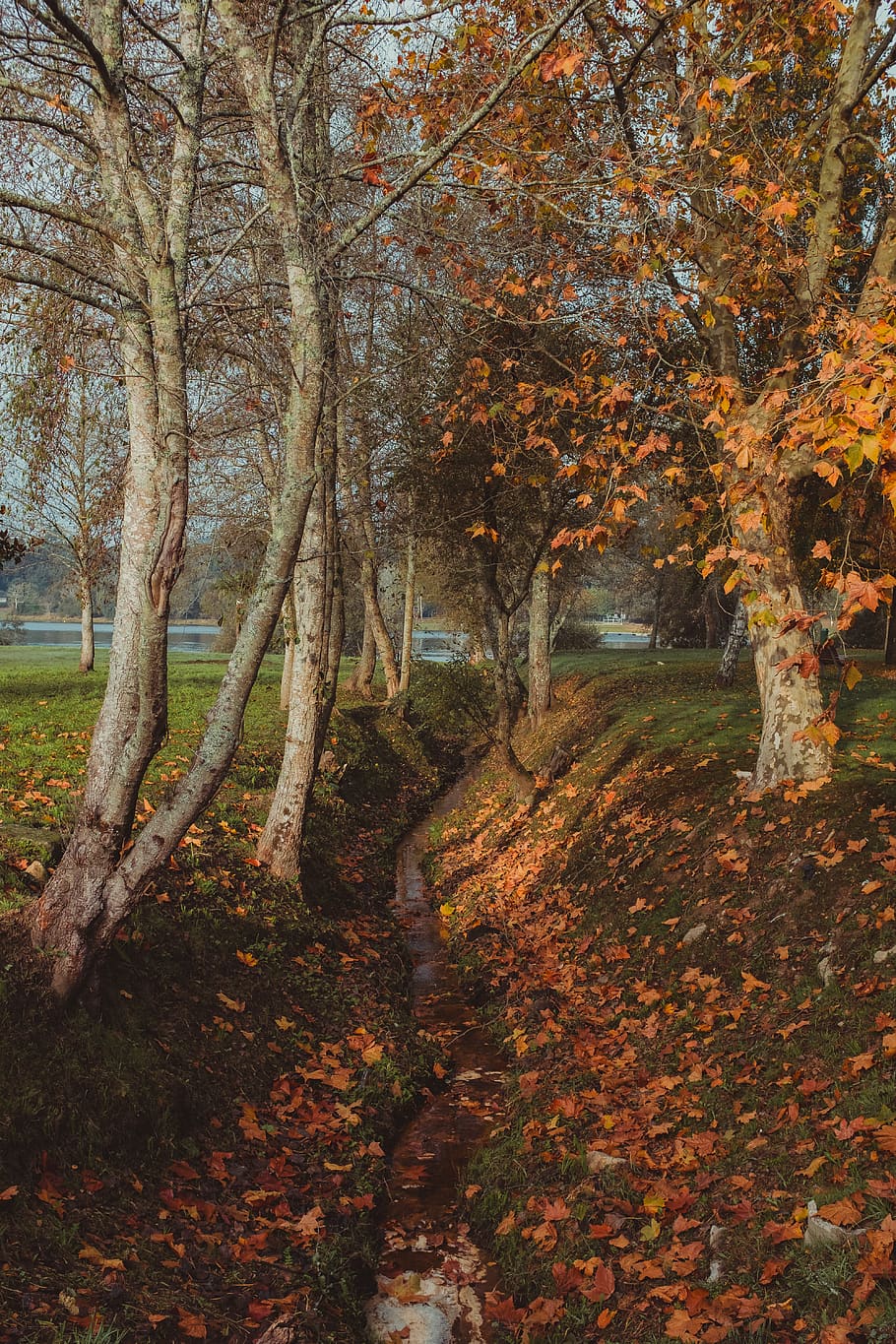 orange leafed tree, plant, tree trunk, maple, nature, fall, portugal HD wallpaper