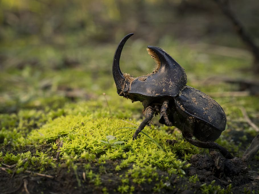 argentina, cabildo, bug, beettle, insect, animal themes, one animal HD wallpaper
