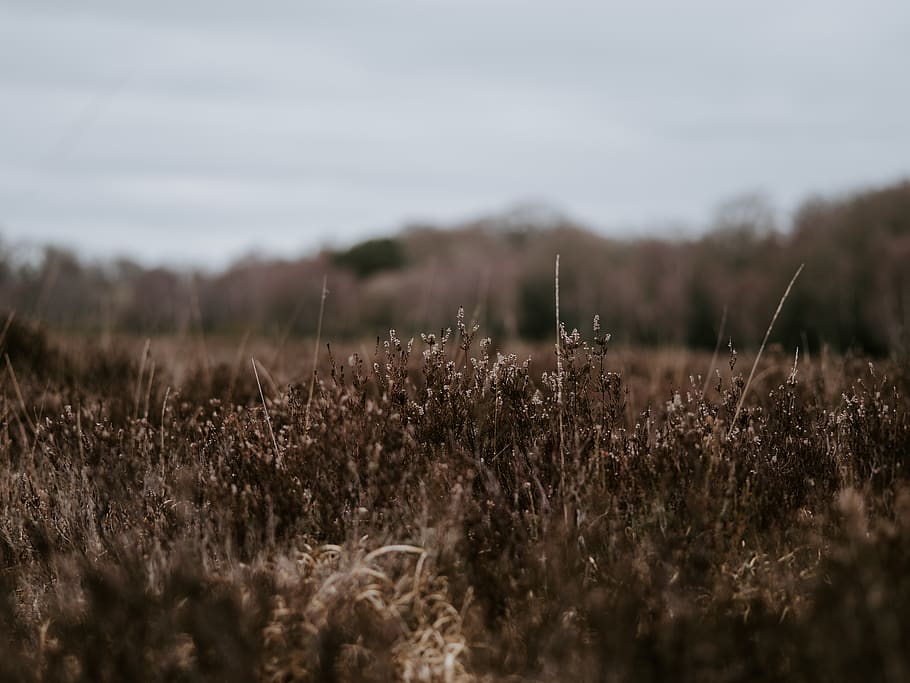 Brown grass