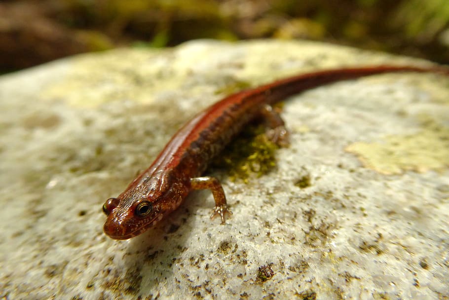 salamander, reptile, animal, amphibian, wildlife, lizard, snake, HD wallpaper