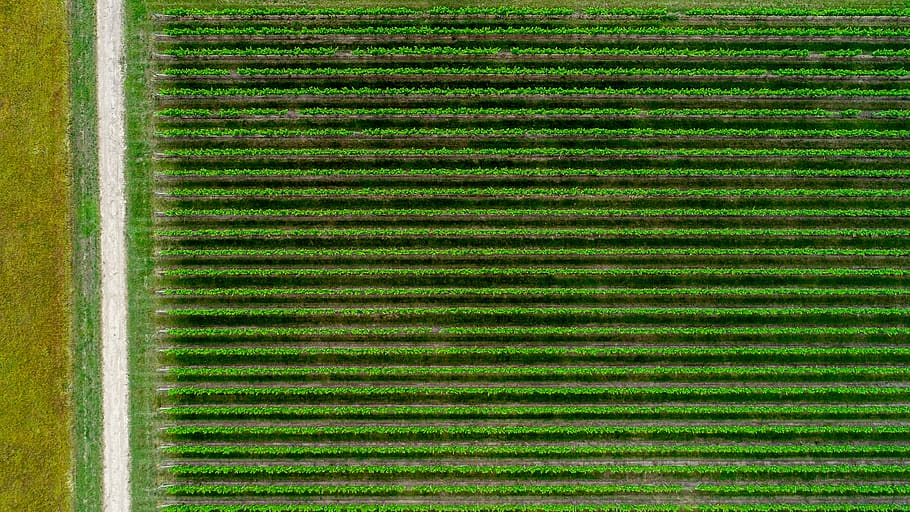 green grass farm, rug, plant, field, texture, vegetation, silhouette HD wallpaper