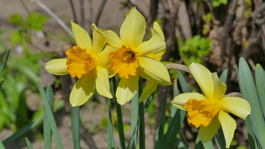 daffodils, flowers, spring, yellow, plant, flora, petals, blossomed HD wallpaper