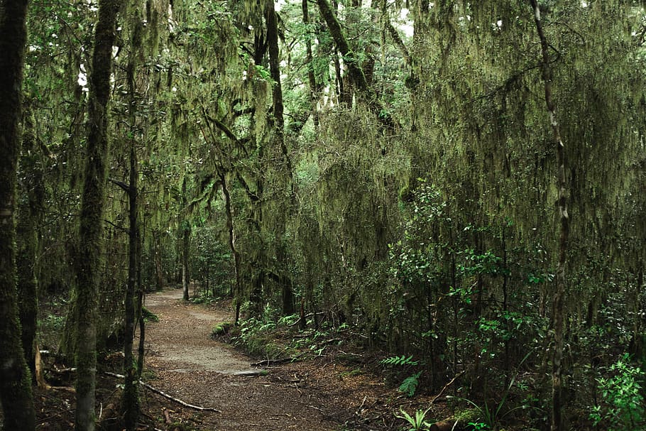 green forest, tree, plant, land, growth, woodland, tranquility HD wallpaper