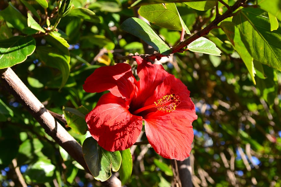 flower, red, morocco, perfume, color, plants, beauty, flowering plant HD wallpaper