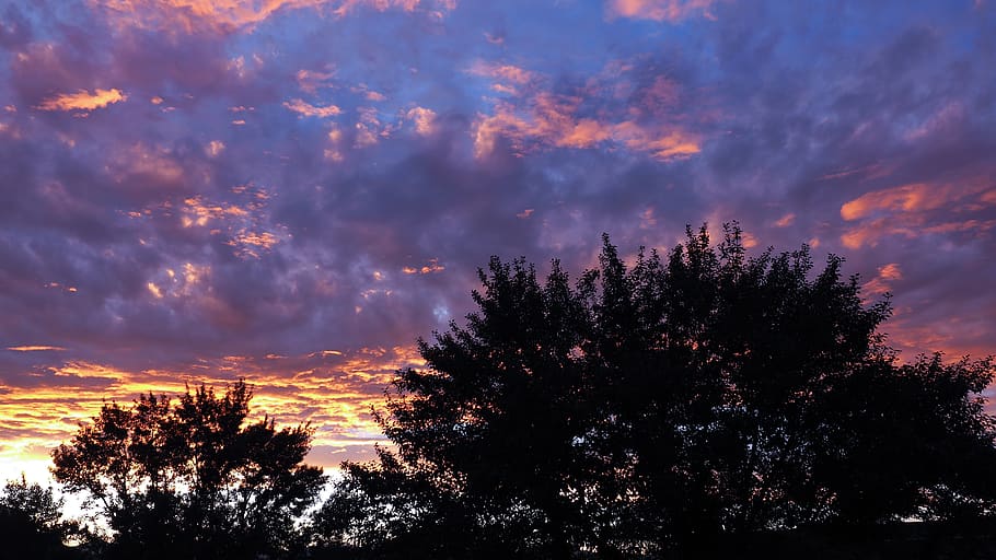 tree, plant, cloud - sky, beauty in nature, sunset, silhouette HD wallpaper