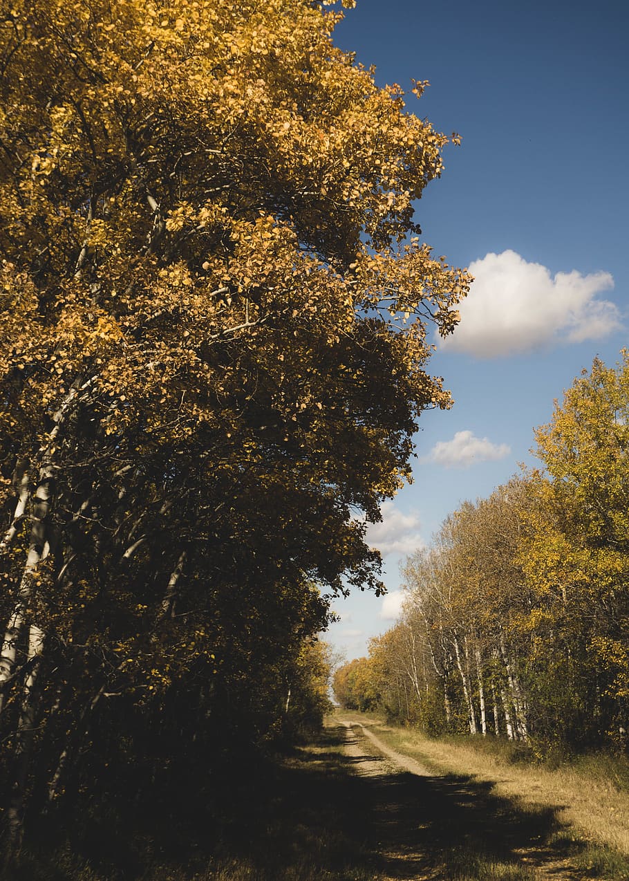 canada, saskatchewan, vibes, trees, yellow, orange, fall, plant HD wallpaper