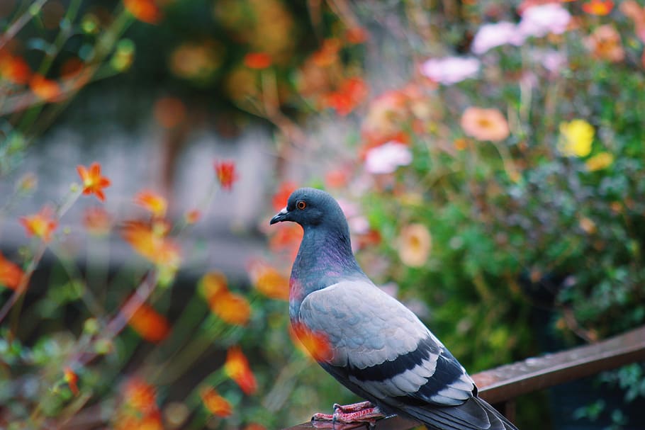 gray pigeon on railing, animal themes, bird, animal wildlife HD wallpaper