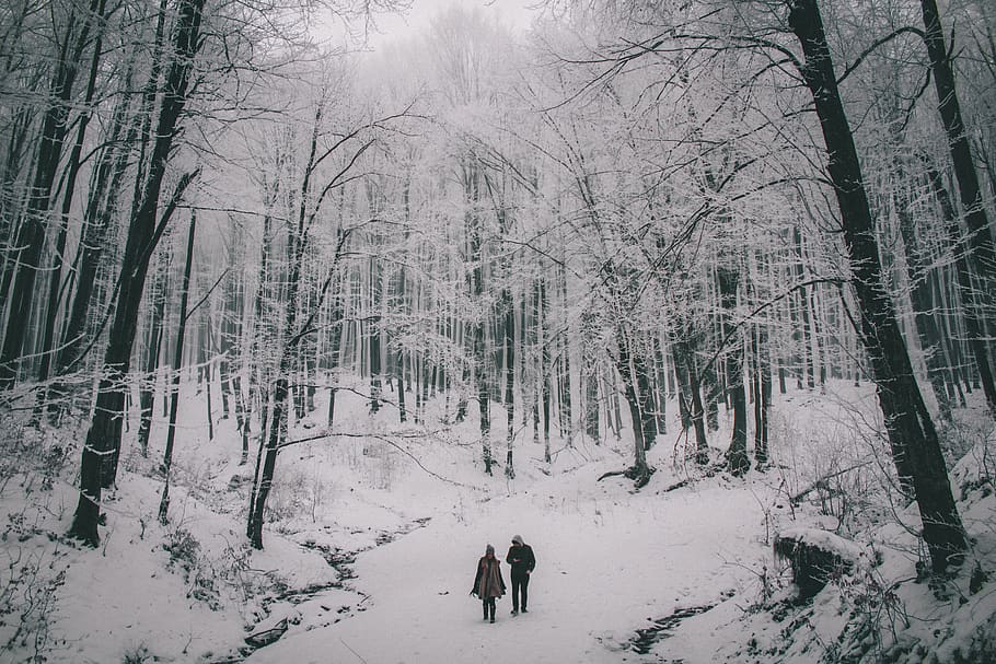 two person walking on snow, tree, cold temperature, winter, land HD wallpaper