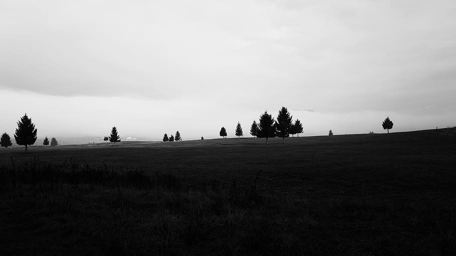 few trees scattered on grass field, plant, nature, abies, fir HD wallpaper