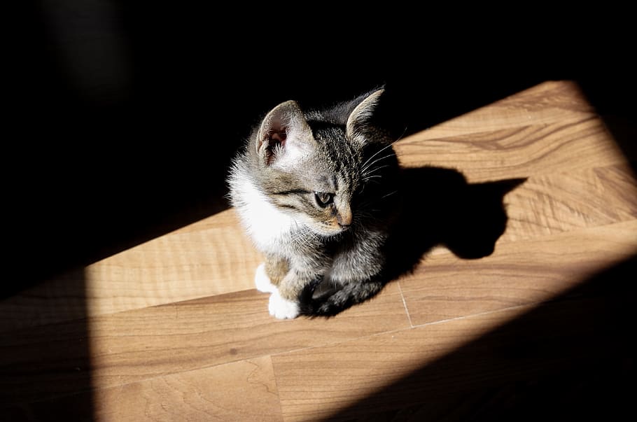 silver cat sitting on brown surface, one animal, animal themes HD wallpaper