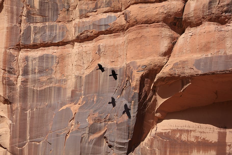 mid flight, crows, shadow, shadows, red rock, redrock, birds HD wallpaper