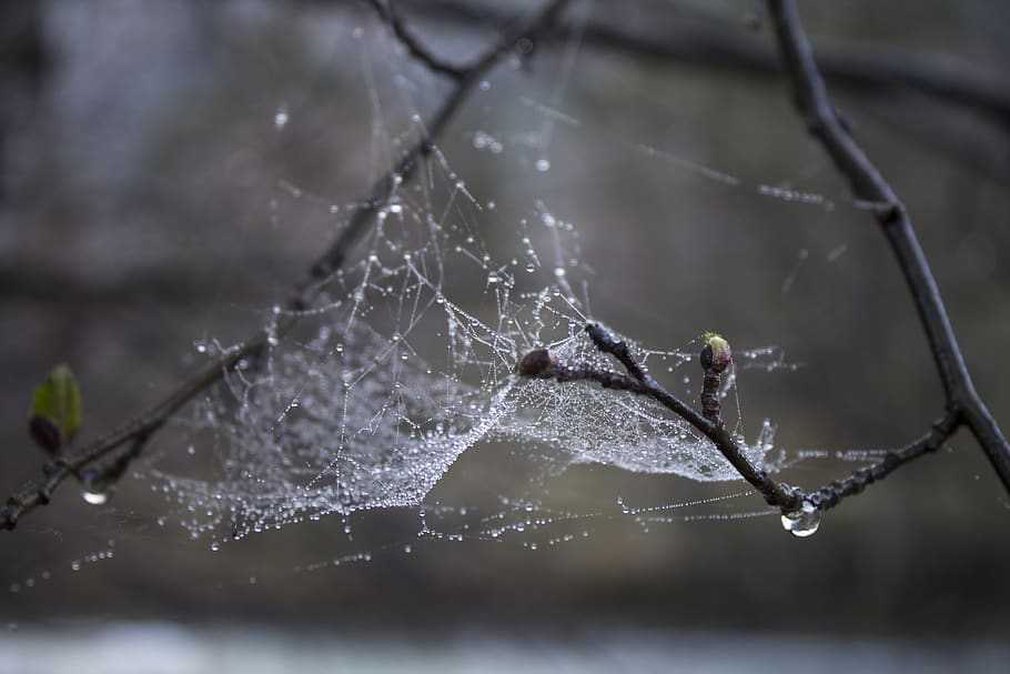 spider web, drops, macro, spring, dewdrop, nature, wet, morning HD wallpaper