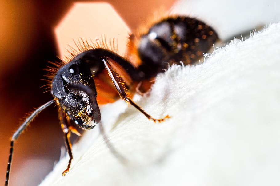 ant, insect, macro, lens, nature, animal, creature, garden HD wallpaper
